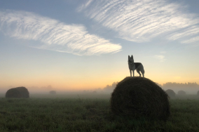 Dog on a haystack